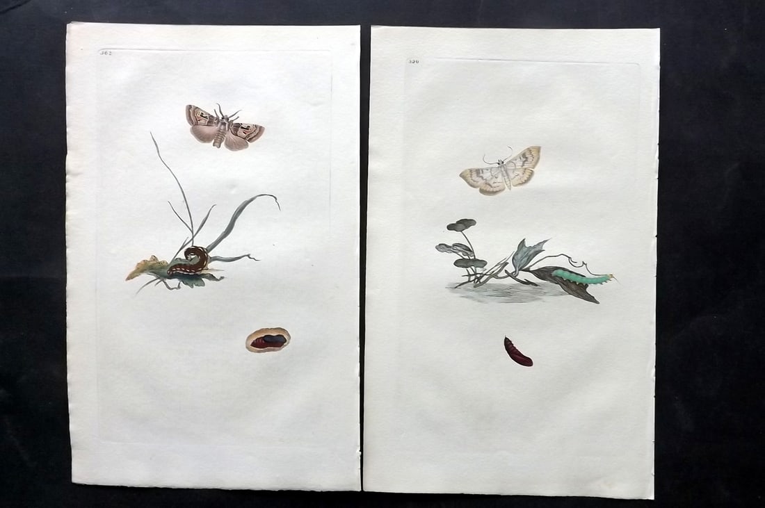 Donovan, Edward C1800 Pair of Hand Col Insect Prints: Hand Colored Etchings Published 1796-1813, London for "The Natural History of British Insects" by Edward Donovan. With accompanying descriptive text. Paper Size: 9.5 x 6 inch (24 x 15cm) Good Conditio