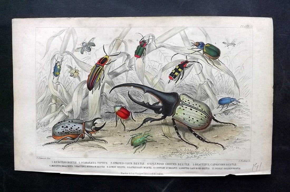 Goldsmith, Oliver C1860 Hand Col Print. Beetles: Hand Colored Steel Engraving Published C1860 by Blackie & Son, London for "A History of the Earth and Animated Nature" by Oliver Goldsmith. Paper Size: 9.5 x 6 inch (24 x 16cm) Very minor toning. Good