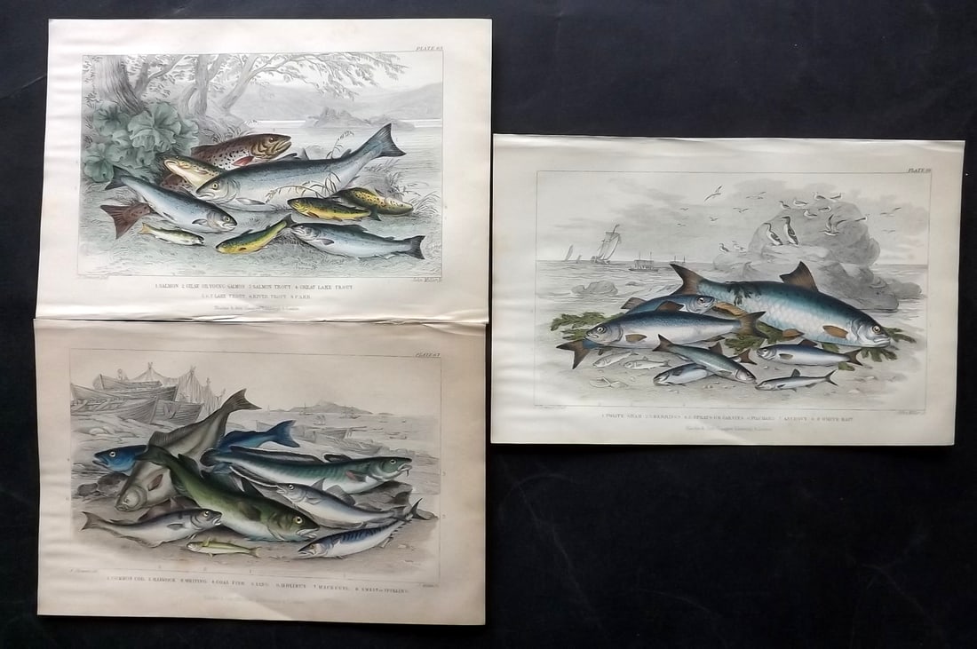 Goldsmith, Oliver C1860 Lot of 3 Hand Col Fish Prints (1 of 2)