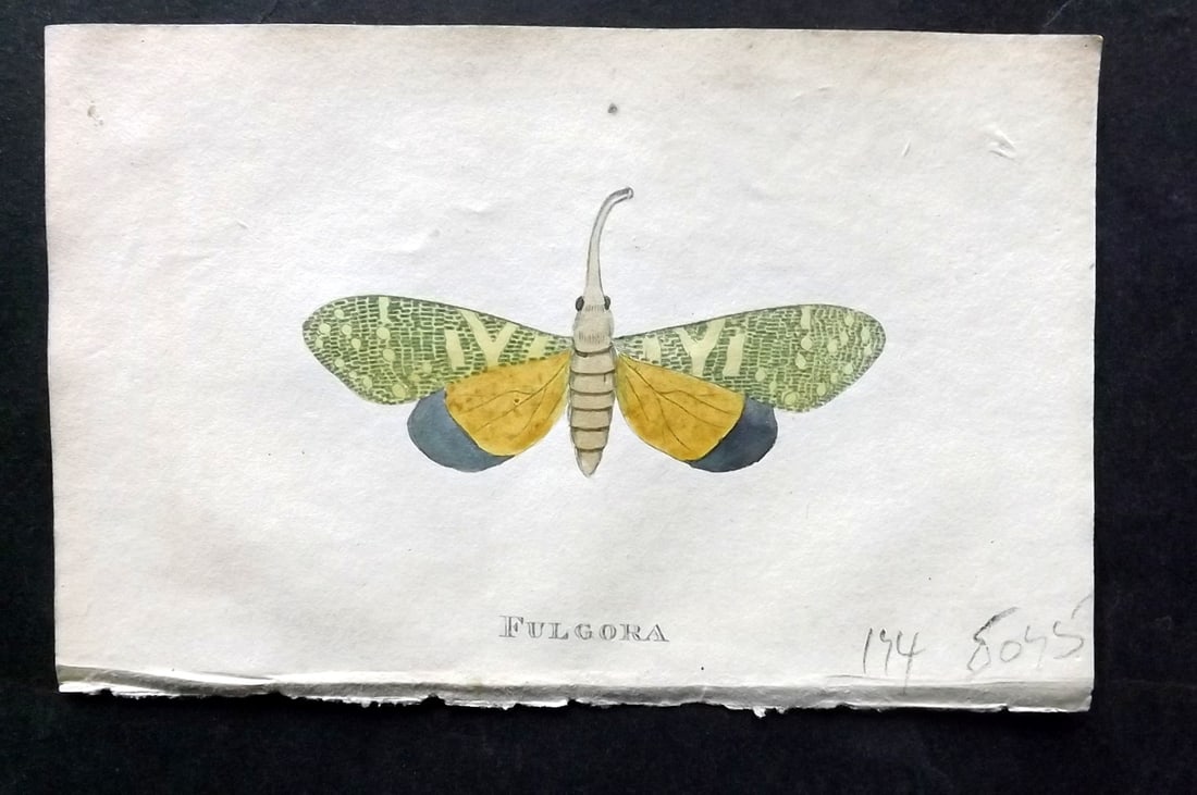 Holloway, William 1804 Hand Col Print. Fulgora: Hand Colored Copper Plate Published 1803-04, London for "The British Museum; Or Elegant Repository of Natural History" by William Holloway and John Branch. Paper Size: 5 x 3.5 inch (13 x 9cm) Good Con