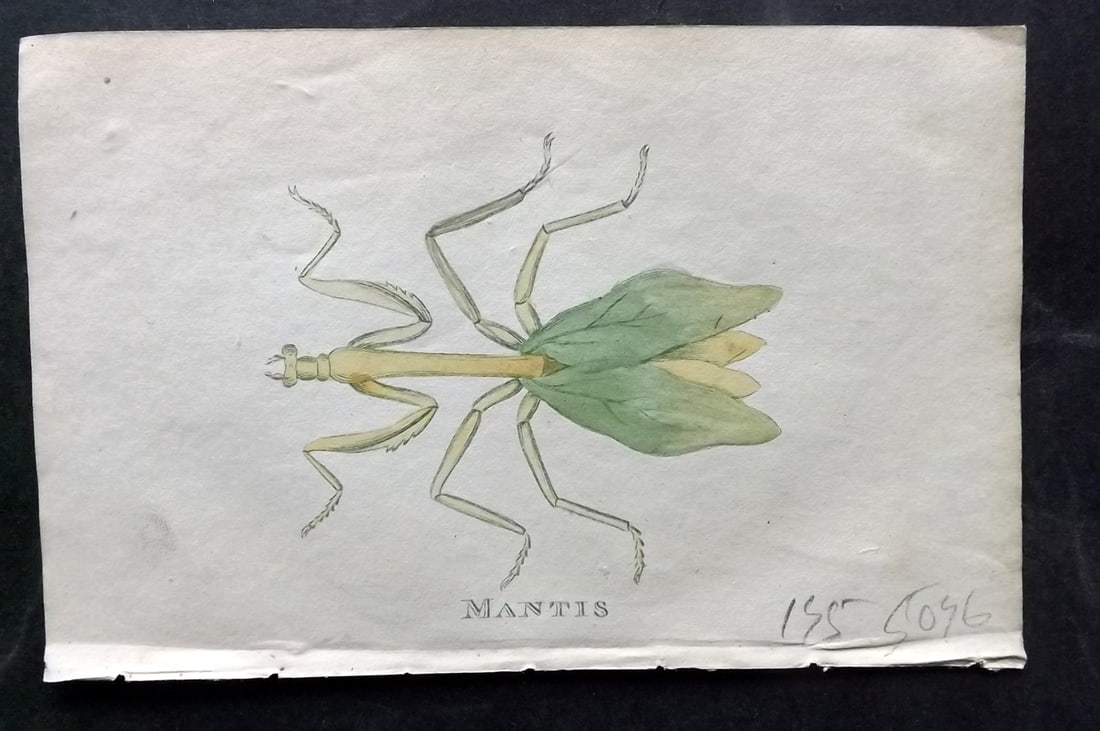 Holloway, William 1804 Hand Col Print. Mantis: Hand Colored Copper Plate Published 1803-04, London for "The British Museum; Or Elegant Repository of Natural History" by William Holloway and John Branch. Paper Size: 5 x 3.5 inch (13 x 9cm) Good Con