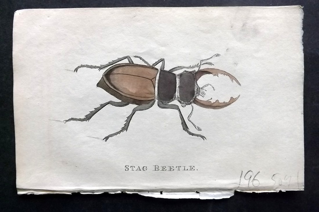 Holloway, William 1804 Hand Col Print. Stag Beetle: Hand Colored Copper Plate Published 1803-04, London for "The British Museum; Or Elegant Repository of Natural History" by William Holloway and John Branch. Paper Size: 5 x 3.5 inch (13 x 9cm) Good Con