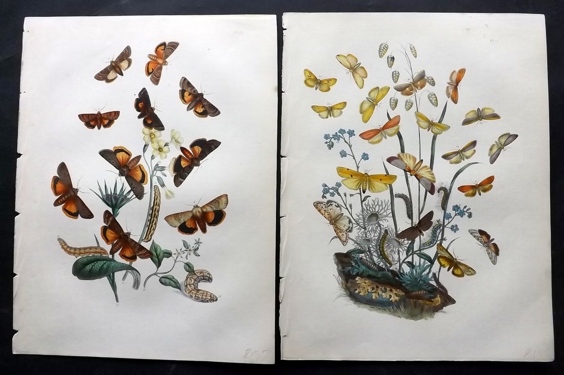 Humphreys & Westwood 1857 Pair of Hand Col Moth Prints: Hand Colored Lithographs Published 1849, London for "British Moths and Their Transformations" by Henry Noel Humphreys & John Obadiah Westwood. Paper Size: 11 x 8.5 inch (28 x 22cm) Good Condition