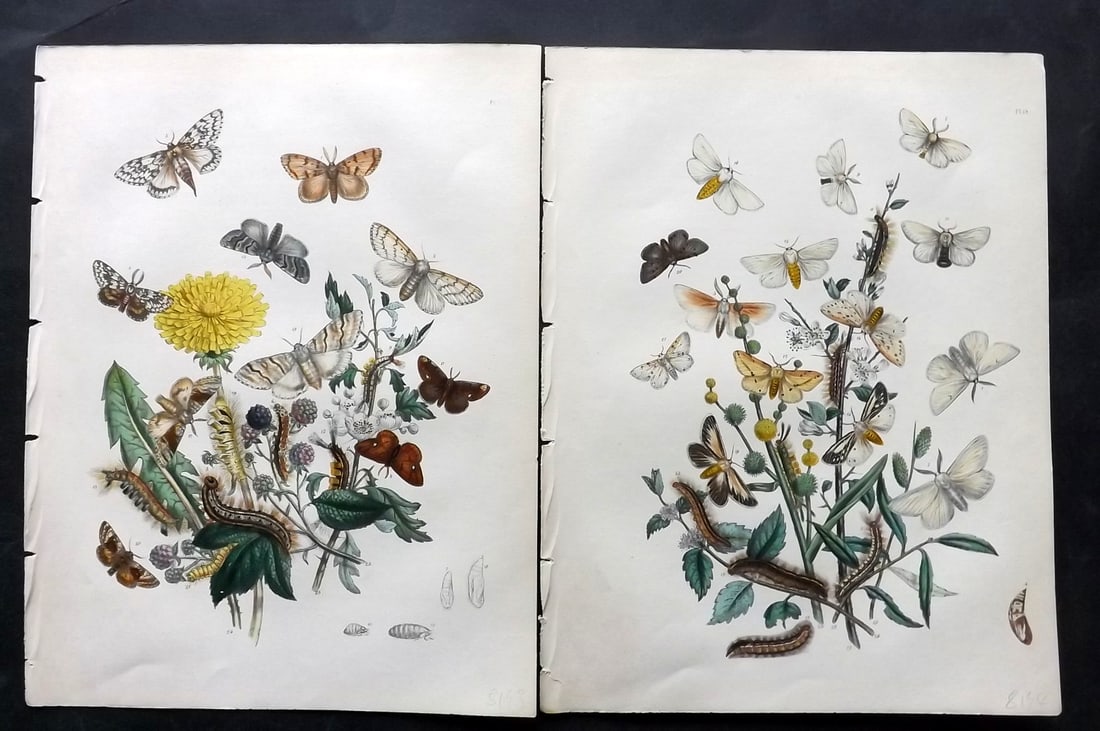 Humphreys & Westwood 1857 Pair of Hand Col Moth Prints: Hand Colored Lithographs Published 1849, London for "British Moths and Their Transformations" by Henry Noel Humphreys & John Obadiah Westwood. Paper Size: 11 x 8.5 inch (28 x 22cm) Good Condition