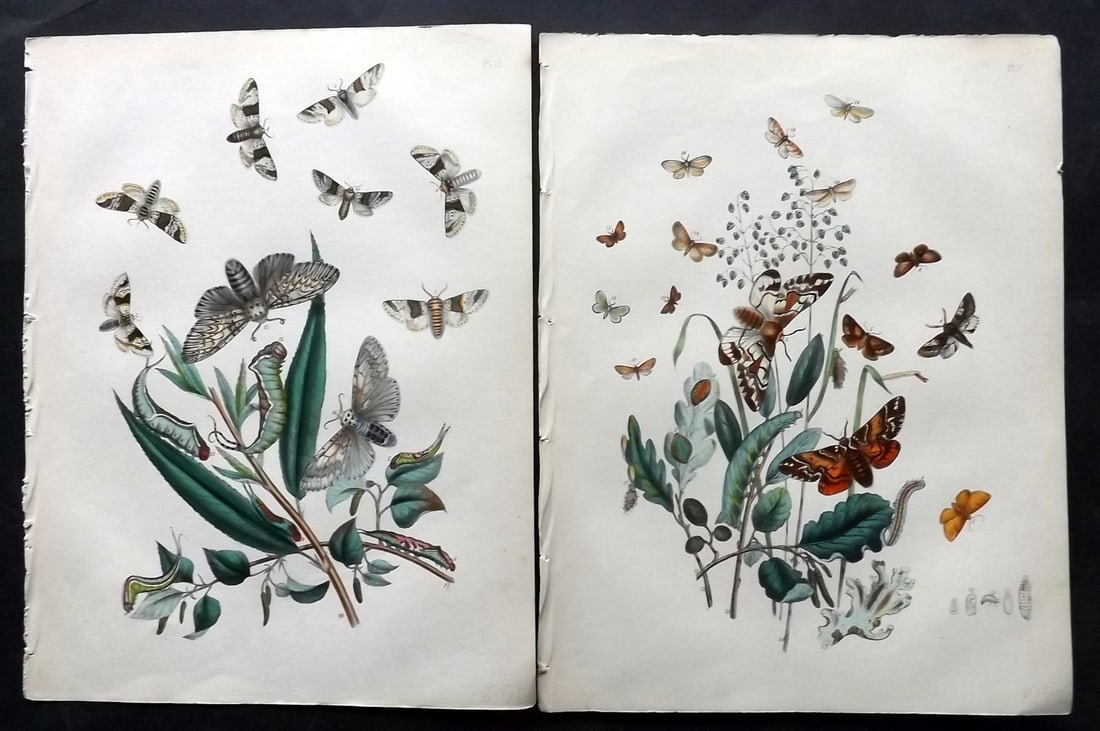 Humphreys & Westwood 1857 Pair of Hand Col Moth Prints: Hand Colored Lithographs Published 1849, London for "British Moths and Their Transformations" by Henry Noel Humphreys & John Obadiah Westwood. Paper Size: 11 x 8.5 inch (28 x 22cm) Good Condition