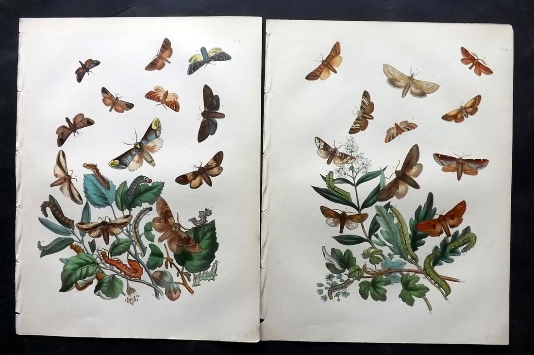 Humphreys & Westwood 1857 Pair of Hand Col Moth Prints: Hand Colored Lithographs Published 1849, London for "British Moths and Their Transformations" by Henry Noel Humphreys & John Obadiah Westwood. Paper Size: 11 x 8.5 inch (28 x 22cm) Good Condition