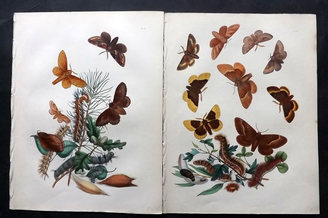 Humphreys & Westwood 1857 Pair of Hand Col Moth Prints: Hand Colored Lithographs Published 1849, London for "British Moths and Their Transformations" by Henry Noel Humphreys & John Obadiah Westwood. Paper Size: 11 x 8.5 inch (28 x 22cm) Good Condition