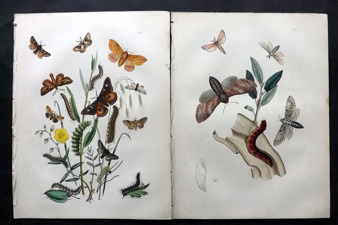 Humphreys & Westwood 1857 Pair of Hand Col Moth Prints: Hand Colored Lithographs Published 1849, London for "British Moths and Their Transformations" by Henry Noel Humphreys & John Obadiah Westwood. Paper Size: 11 x 8.5 inch (28 x 22cm) Good Condition