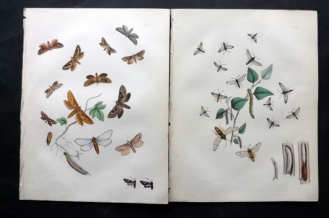 Humphreys & Westwood 1857 Pair of Hand Col Moth Prints: Hand Colored Lithographs Published 1849, London for "British Moths and Their Transformations" by Henry Noel Humphreys & John Obadiah Westwood. Paper Size: 11 x 8.5 inch (28 x 22cm) Good Condition