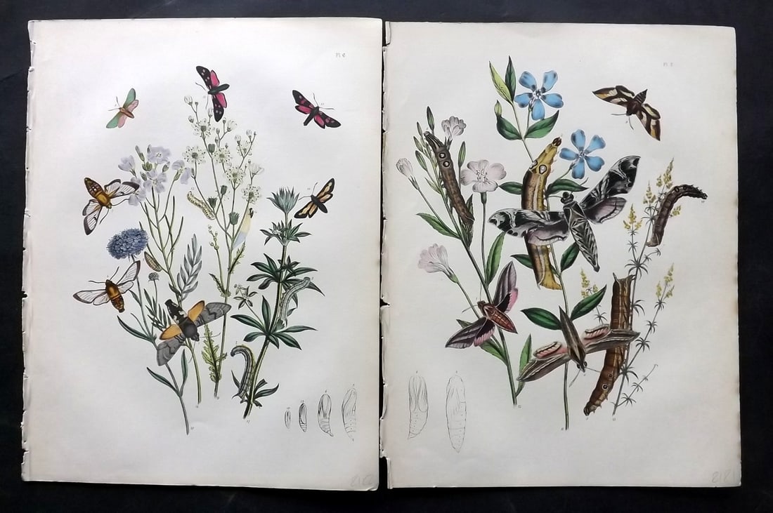 Humphreys & Westwood 1857 Pair of Hand Col Moth Prints: Hand Colored Lithographs Published 1849, London for "British Moths and Their Transformations" by Henry Noel Humphreys & John Obadiah Westwood. Paper Size: 11 x 8.5 inch (28 x 22cm) Good Condition