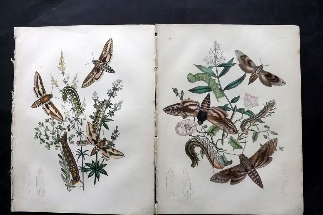 Humphreys & Westwood 1857 Pair of Hand Col Moth Prints: Hand Colored Lithographs Published 1849, London for "British Moths and Their Transformations" by Henry Noel Humphreys & John Obadiah Westwood. Paper Size: 11 x 8.5 inch (28 x 22cm) Good Condition