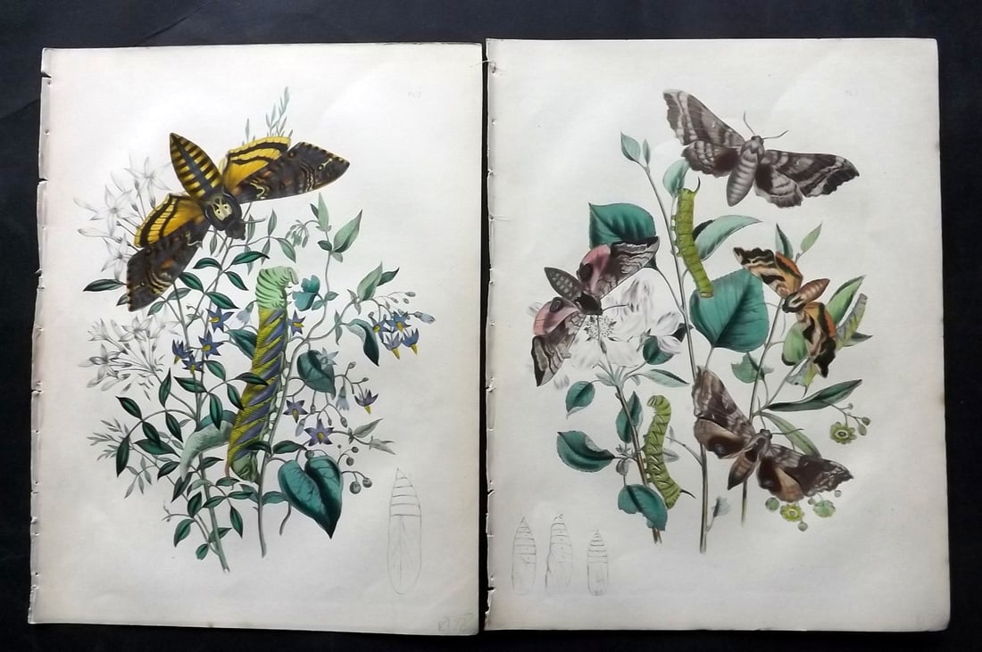 Humphreys & Westwood 1857 Pair of Hand Col Moth Prints: Hand Colored Lithographs Published 1849, London for "British Moths and Their Transformations" by Henry Noel Humphreys & John Obadiah Westwood. Paper Size: 11 x 8.5 inch (28 x 22cm) Good Condition