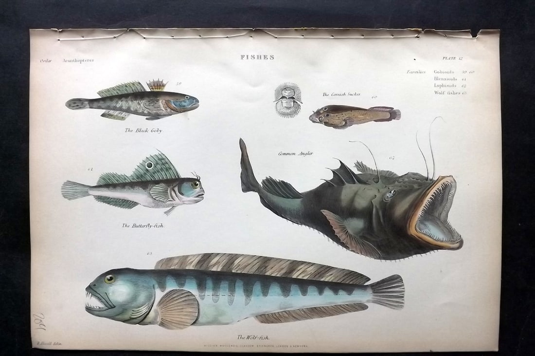 Richardson, John 1862 Hand Col Fish Print. Goby, Monkfish, Wolf Fish: Hand Colored Steel Engraving/Etching Published 1859-62 by William Mackenzie, Edinburgh & London for "The Museum of Natural History" by John Richardson. Paper Size: 10.5 x 7 inch (27 x 18cm) Good Condi