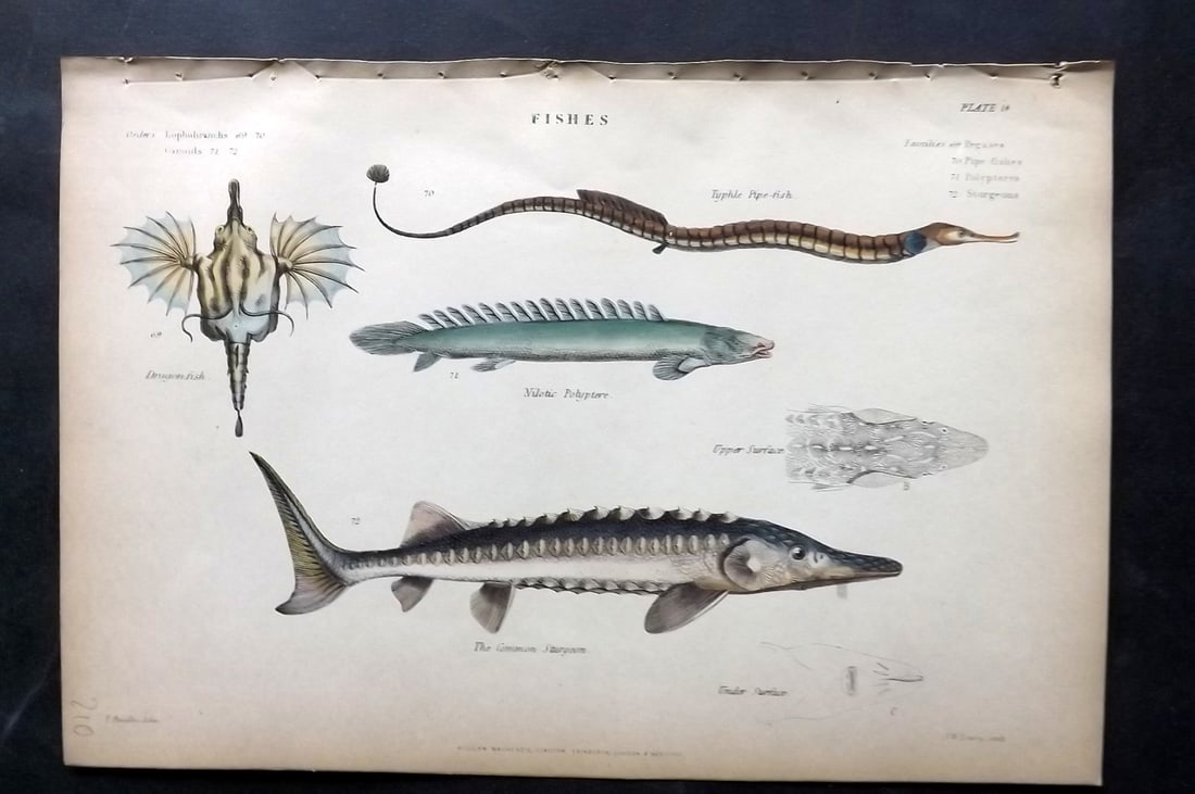 Richardson, John 1862 Hand Col Fish Print. Sturgeon, Dragonfish, Pipe Fish: Hand Colored Steel Engraving/Etching Published 1859-62 by William Mackenzie, Edinburgh & London for "The Museum of Natural History" by John Richardson. Paper Size: 10.5 x 7 inch (27 x 18cm) Good Condi