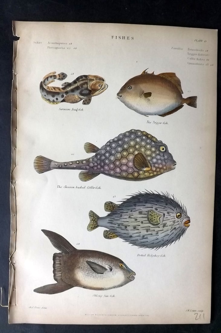 Richardson, John 1862 Hand Col Fish Print. Toad, Trigger, Sun, Hedgehog Fish (1 of 1)