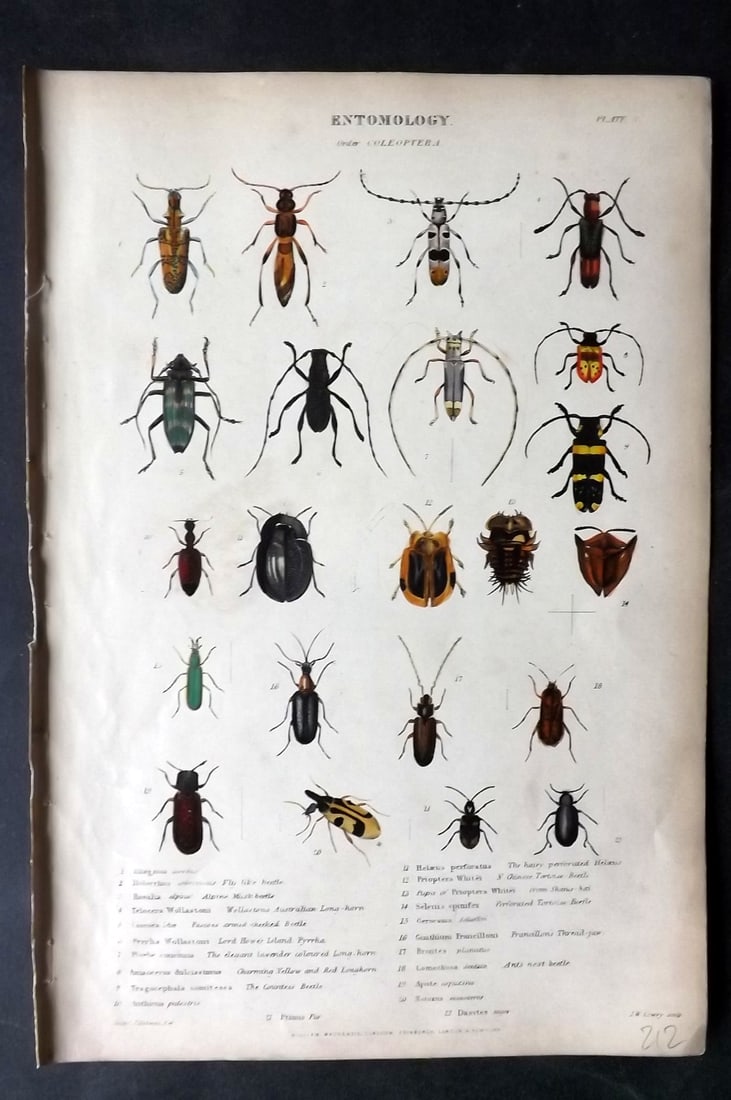 Richardson, John 1862 Hand Col Print. Insect Beetles 03: Hand Colored Steel Engraving/Etching Published 1859-62 by William Mackenzie, Edinburgh & London for "The Museum of Natural History" by John Richardson. Paper Size: 10.5 x 7 inch (27 x 18cm) Good Condi