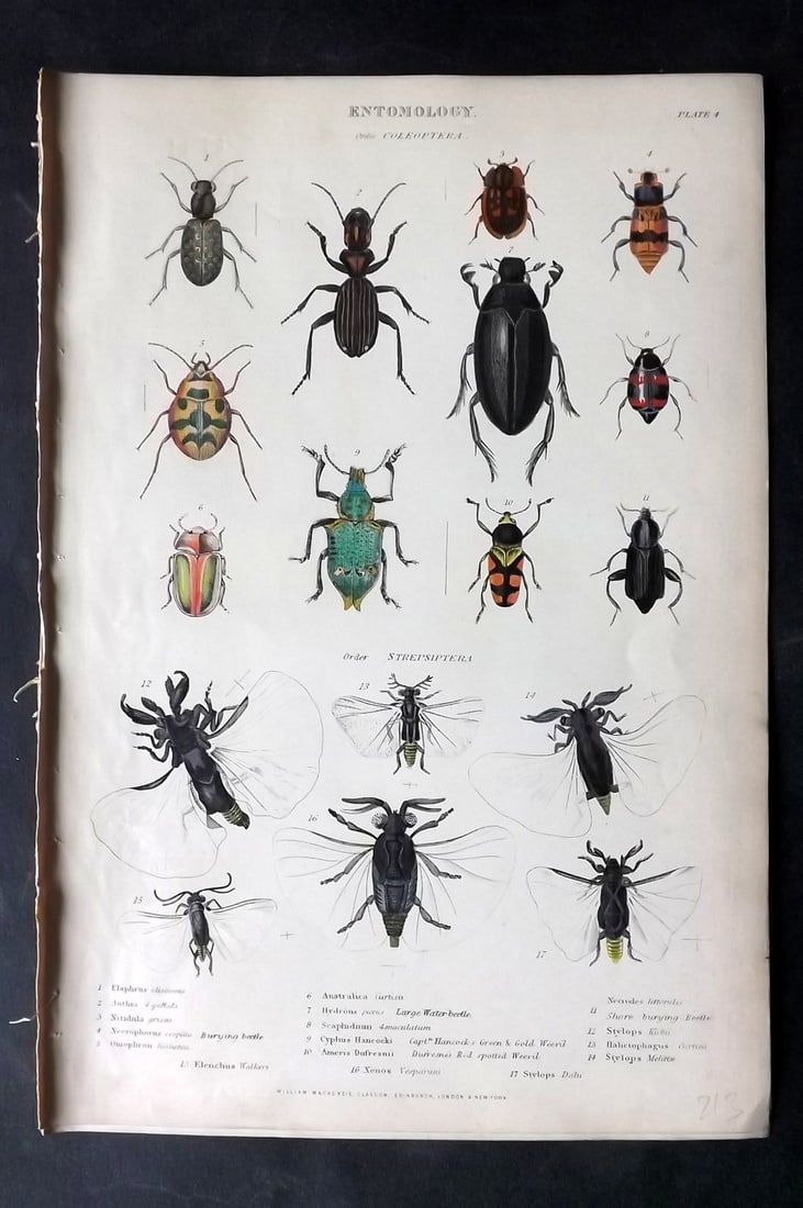 Richardson, John 1862 Hand Col Print. Insect Beetles 04: Hand Colored Steel Engraving/Etching Published 1859-62 by William Mackenzie, Edinburgh & London for "The Museum of Natural History" by John Richardson. Paper Size: 10.5 x 7 inch (27 x 18cm) Good Condi