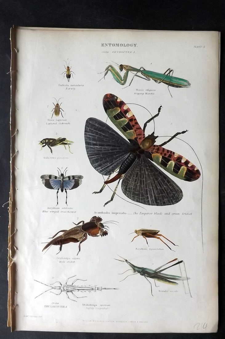 Richardson, John 1862 Hand Col Print. Praying Mantis, Black Green Cricket etc (1 of 1)