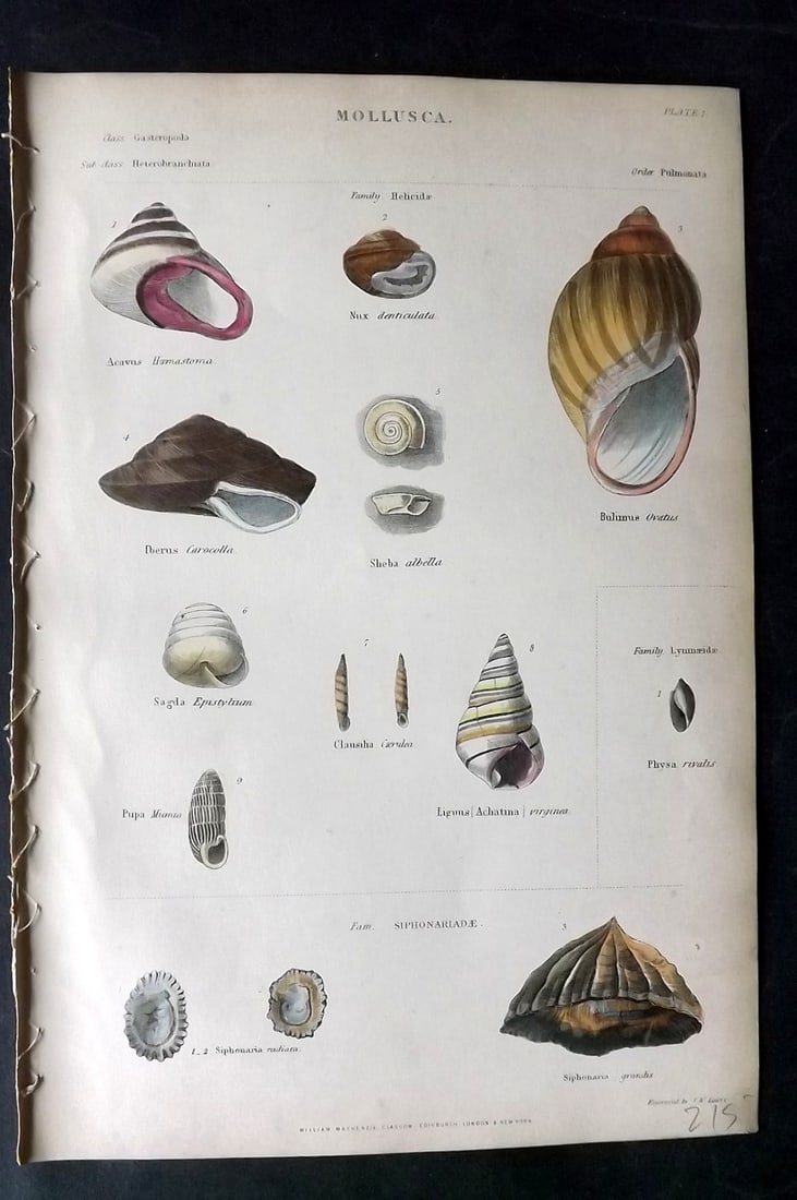 Richardson, John 1862 Hand Col Print. Shells (1 of 1)