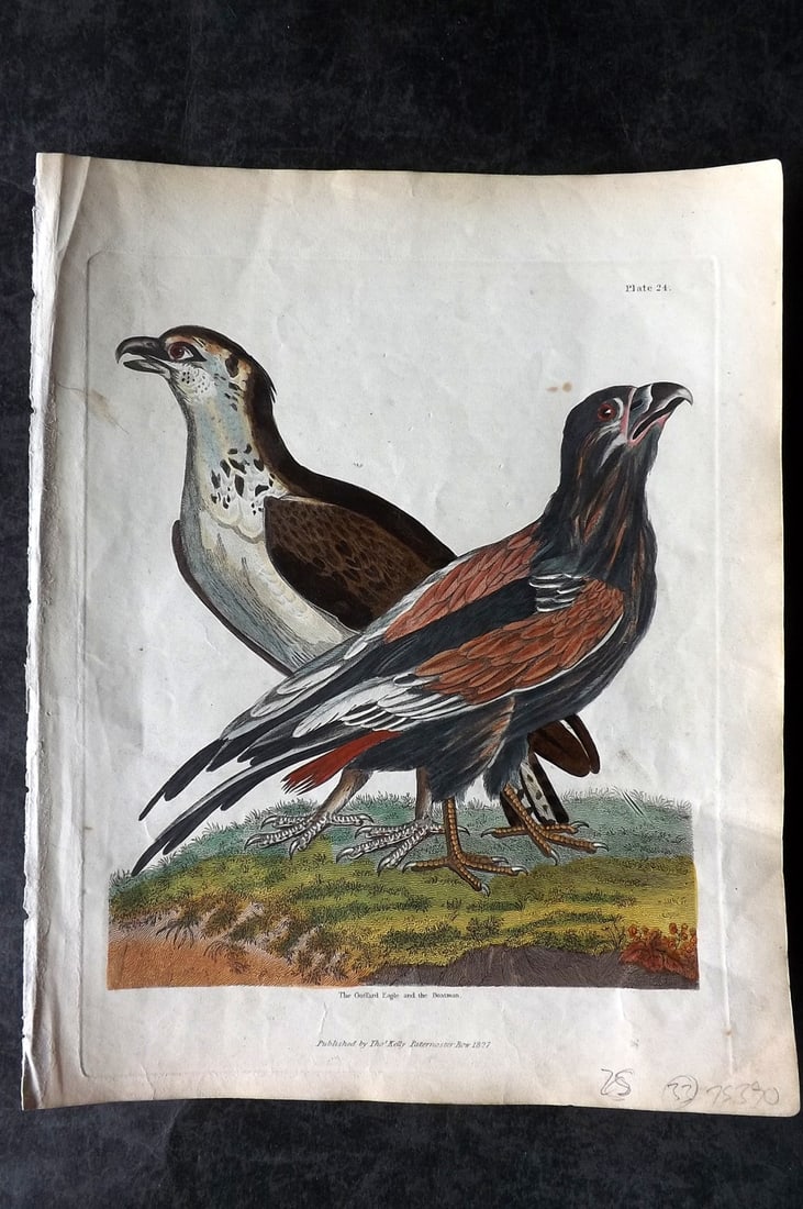 Buffon & Smellie 1827 Hand Col Bird Print. Gufford Eagle & Boatman (1 of 1)