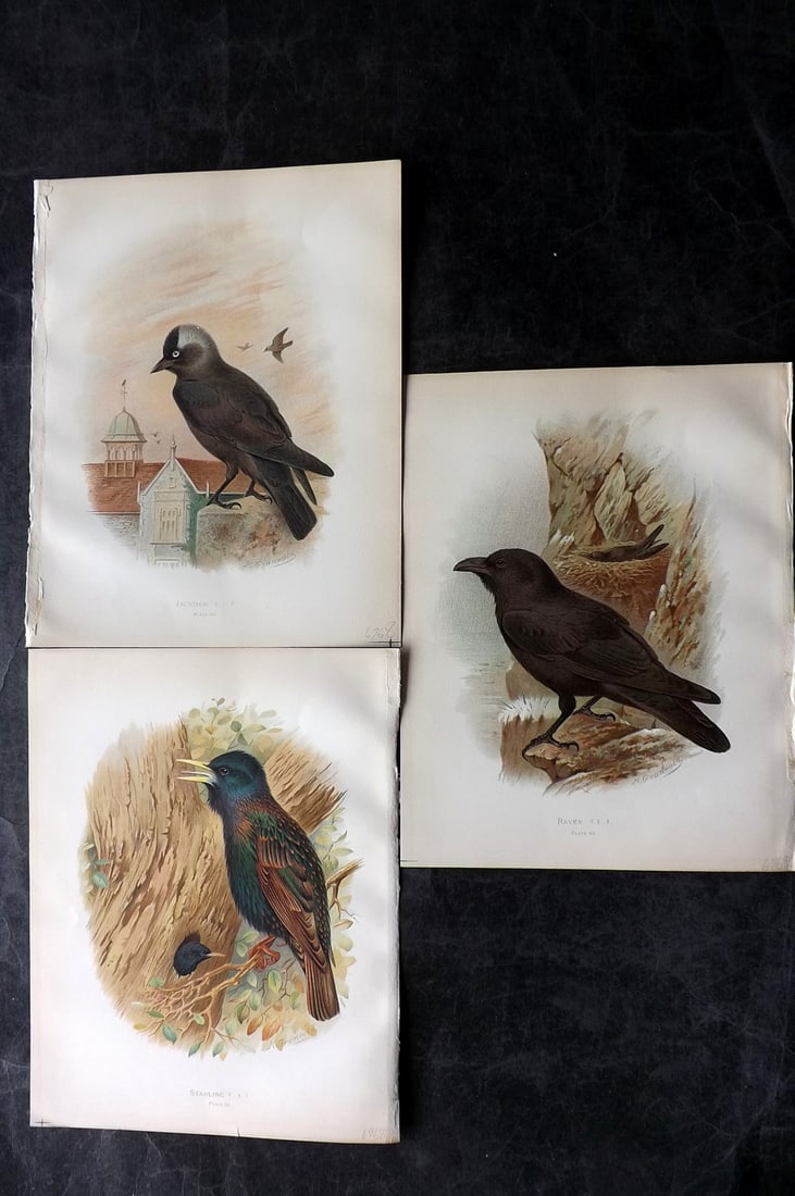 Butler & Gronvold 1908 Lot of 3 Antique Bird Prints: Chromolithographs Published 1907-08, London for "Birds of Great Britain and Ireland..." by Arthur G. Butler. Illustrated by H. Gronvold & F. W. Frohawk. Paper Size: 11.5 x 9 inch (29 x 23cm) Good Cond