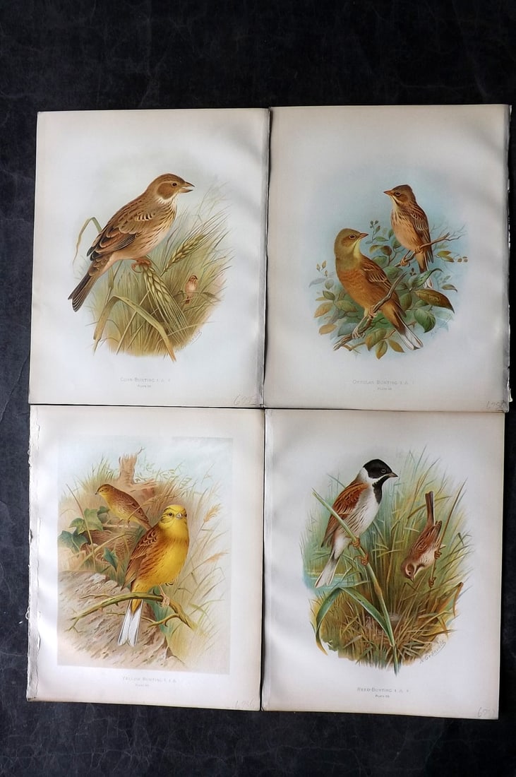 Butler & Gronvold 1908 Lot of 4 Antique Bird Prints: Chromolithographs Published 1907-08, London for "Birds of Great Britain and Ireland..." by Arthur G. Butler. Illustrated by H. Gronvold & F. W. Frohawk. Paper Size: 11.5 x 9 inch (29 x 23cm) Good Cond
