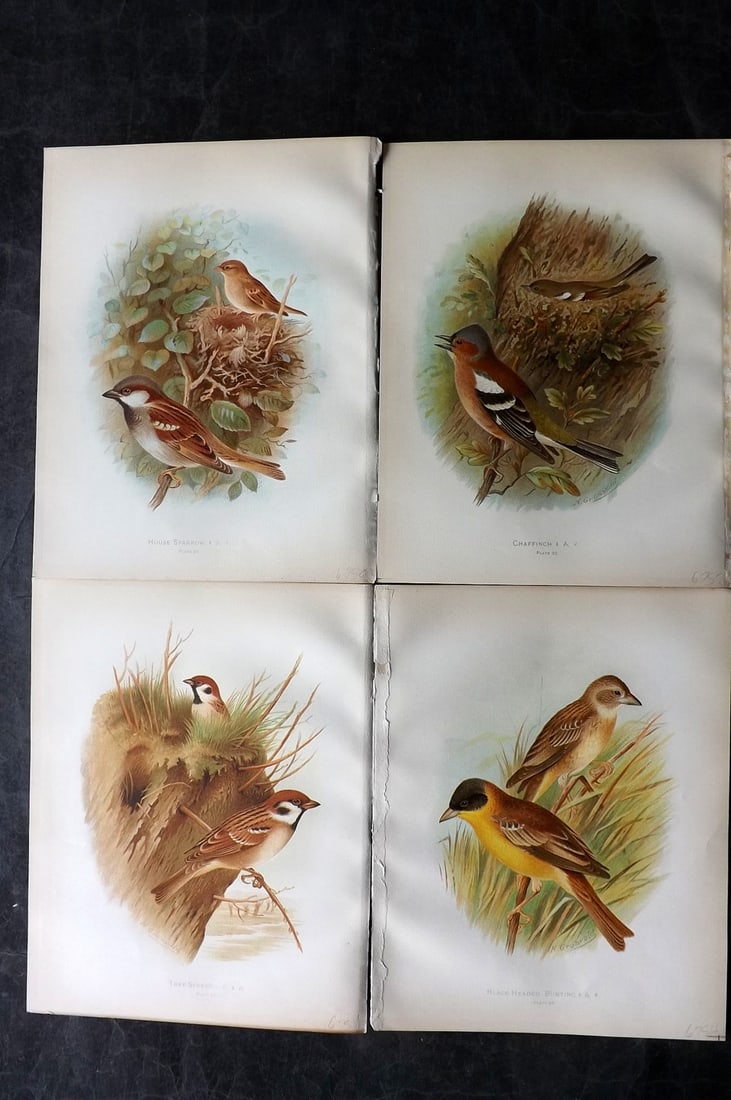 Butler & Gronvold 1908 Lot of 4 Antique Bird Prints: Chromolithographs Published 1907-08, London for "Birds of Great Britain and Ireland..." by Arthur G. Butler. Illustrated by H. Gronvold & F. W. Frohawk. Paper Size: 11.5 x 9 inch (29 x 23cm) Good Cond