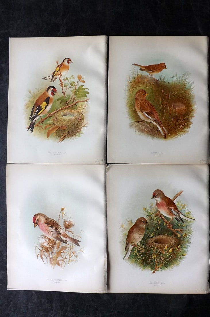 Butler & Gronvold 1908 Lot of 4 Antique Bird Prints: Chromolithographs Published 1907-08, London for "Birds of Great Britain and Ireland..." by Arthur G. Butler. Illustrated by H. Gronvold & F. W. Frohawk. Paper Size: 11.5 x 9 inch (29 x 23cm) Good Cond