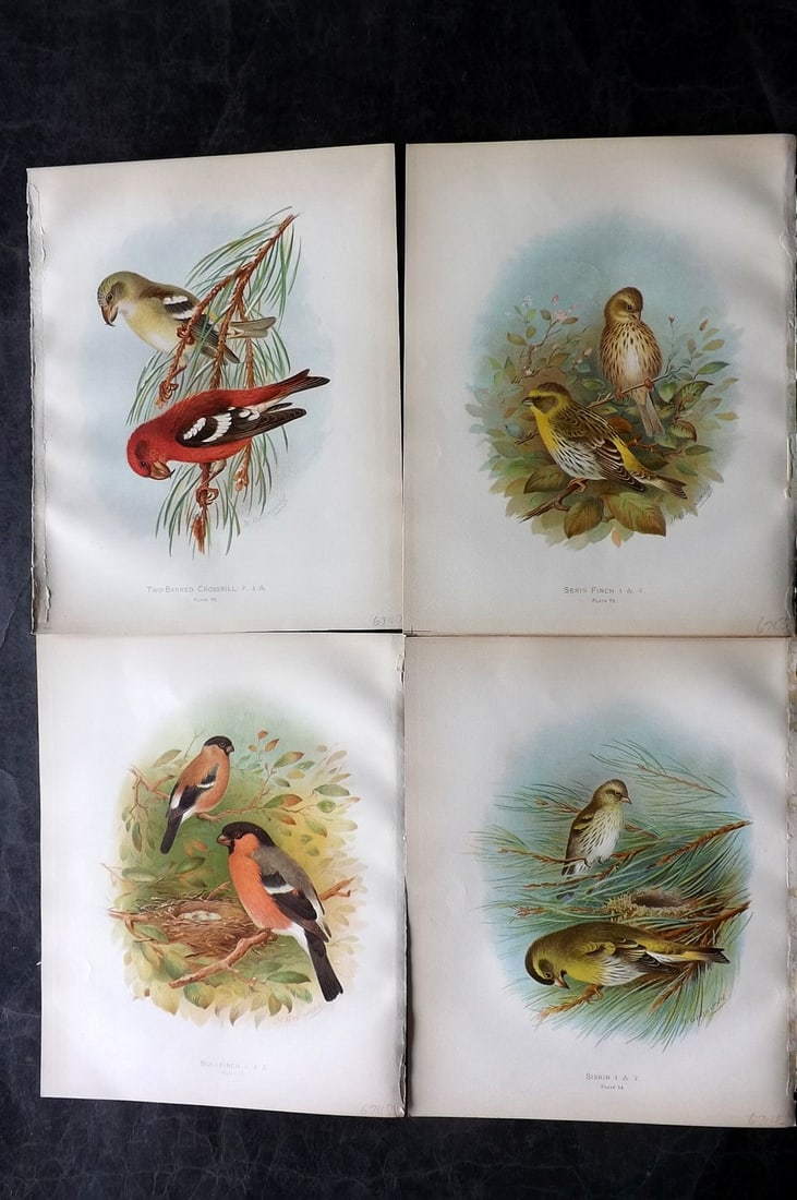 Butler & Gronvold 1908 Lot of 4 Antique Bird Prints: Chromolithographs Published 1907-08, London for "Birds of Great Britain and Ireland..." by Arthur G. Butler. Illustrated by H. Gronvold & F. W. Frohawk. Paper Size: 11.5 x 9 inch (29 x 23cm) Good Cond