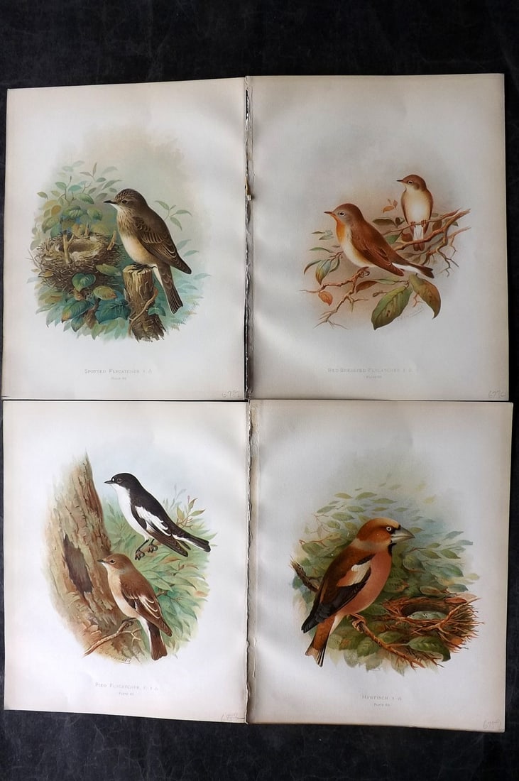 Butler & Gronvold 1908 Lot of 4 Antique Bird Prints: Chromolithographs Published 1907-08, London for "Birds of Great Britain and Ireland..." by Arthur G. Butler. Illustrated by H. Gronvold & F. W. Frohawk. Paper Size: 11.5 x 9 inch (29 x 23cm) Good Cond