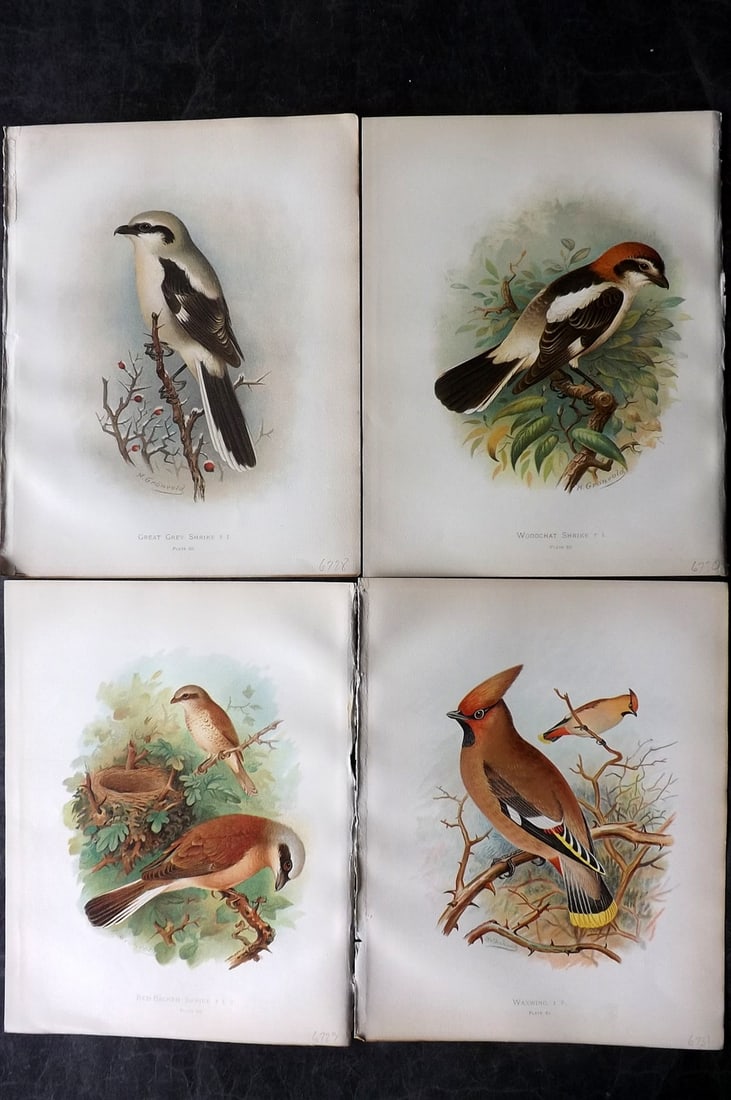 Butler & Gronvold 1908 Lot of 4 Antique Bird Prints: Chromolithographs Published 1907-08, London for "Birds of Great Britain and Ireland..." by Arthur G. Butler. Illustrated by H. Gronvold & F. W. Frohawk. Paper Size: 11.5 x 9 inch (29 x 23cm) Good Cond