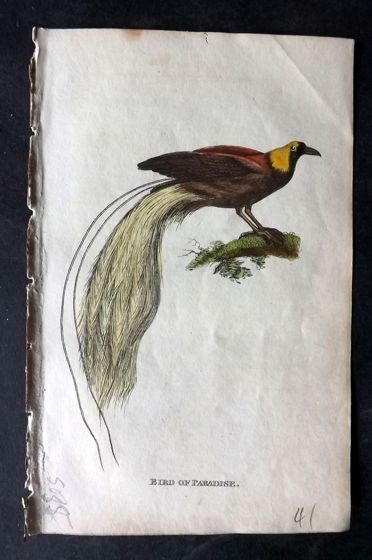 Holloway, William 1804 Hand Col Bird Print. Bird of Paradise: Hand Colored Copper Plate Published 1803-04, London for "The British Museum; Or Elegant Repository of Natural History" by William Holloway and John Branch. Paper Size: 5 x 3.5 inch (13 x 9cm) Very min