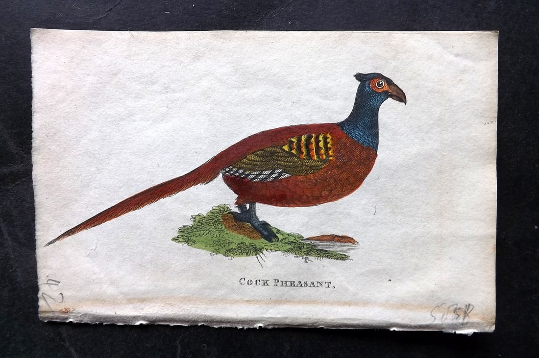 Holloway, William 1804 Hand Col Bird Print. Cock Pheasant: Hand Colored Copper Plate Published 1803-04, London for "The British Museum; Or Elegant Repository of Natural History" by William Holloway and John Branch. Paper Size: 5 x 3.5 inch (13 x 9cm) Very min