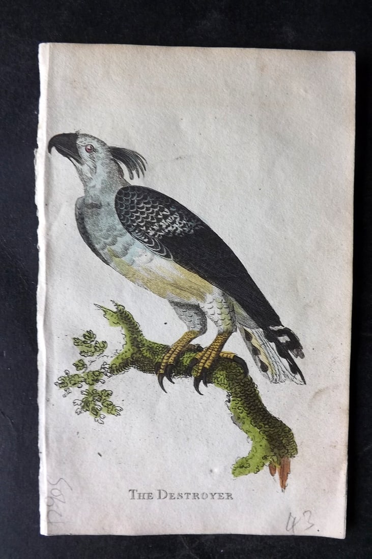 Holloway, William 1804 Hand Col Bird Print. Destroyer: Hand Colored Copper Plate Published 1803-04, London for "The British Museum; Or Elegant Repository of Natural History" by William Holloway and John Branch. Paper Size: 5 x 3.5 inch (13 x 9cm) Very min