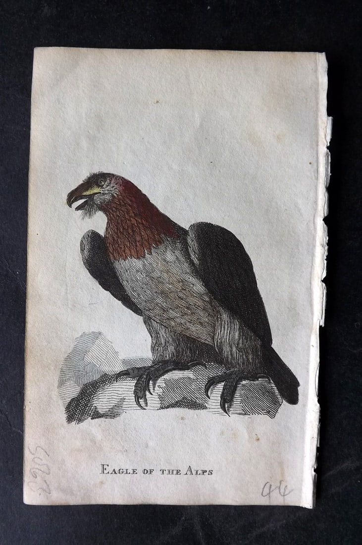 Holloway, William 1804 Hand Col Bird Print. Eagle of the Alps (1 of 1)