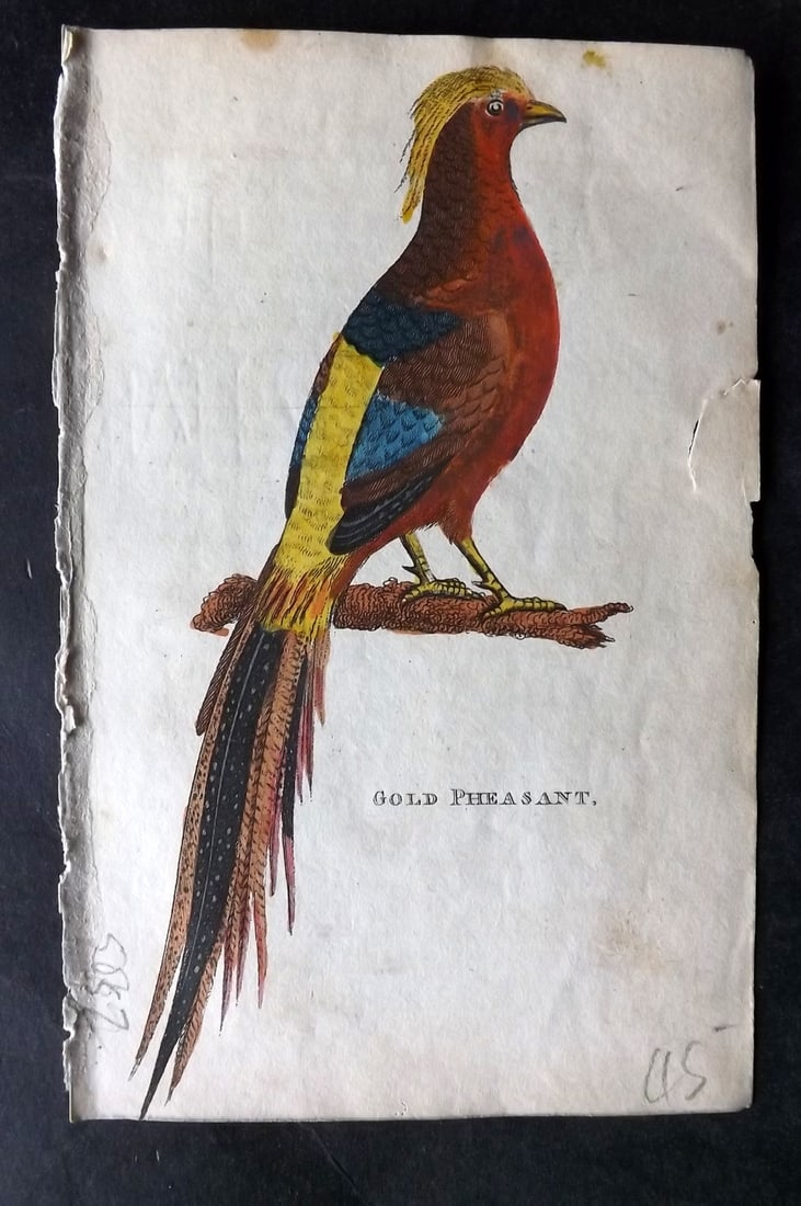 Holloway, William 1804 Hand Col Bird Print. Gold Pheasant: Hand Colored Copper Plate Published 1803-04, London for "The British Museum; Or Elegant Repository of Natural History" by William Holloway and John Branch. Paper Size: 5 x 3.5 inch (13 x 9cm) Very min