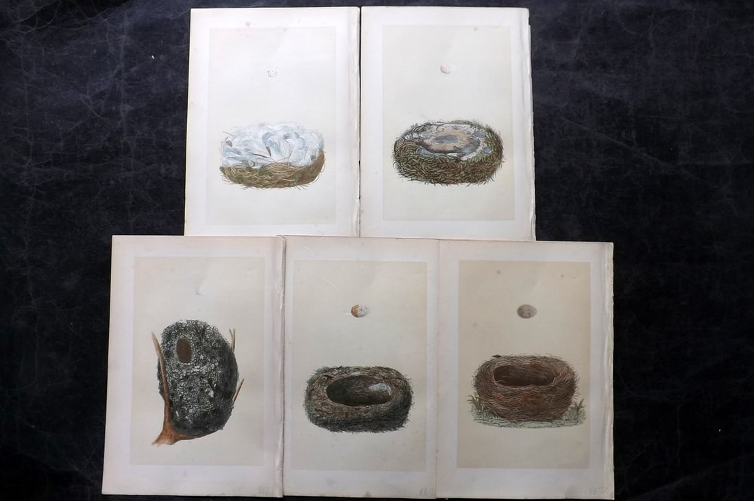 Morris, Francis 1870 Lot of 5 Antique Bird Nest Prints: Woodblocks Published 1870, London for "A Natural History of the Nests and Eggs of British Birds" By the Rev. Francis Orpen Morris, printed Benjamin Fawcett. With accompanying descriptive text. Paper S