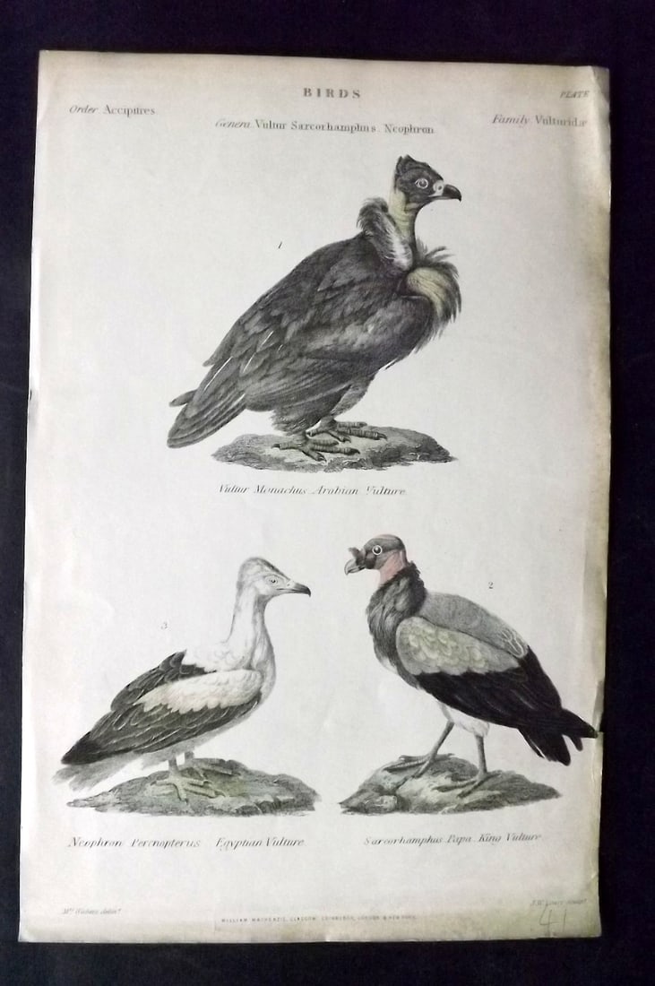 Richardson, John 1862 Hand Col Bird Print. Vulture - Arabian, Egyptian, King: Hand Colored Steel Engraving/Etching Published 1859-62 by William Mackenzie, Edinburgh & London for "The Museum of Natural History" by John Richardson. Paper Size: 10.5 x 7 inch (27 x 18cm) Very minor