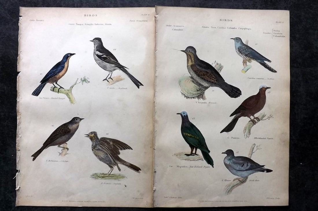 Richardson, John 1862 Pair of HC Bird Prints. Cuckoo, Pigeon, Skylark, Ortolan: Hand Colored Steel Engraving/Etching Published 1859-62 by William Mackenzie, Edinburgh & London for "The Museum of Natural History" by John Richardson. Paper Size: 10.5 x 7 inch (27 x 18cm) Very minor