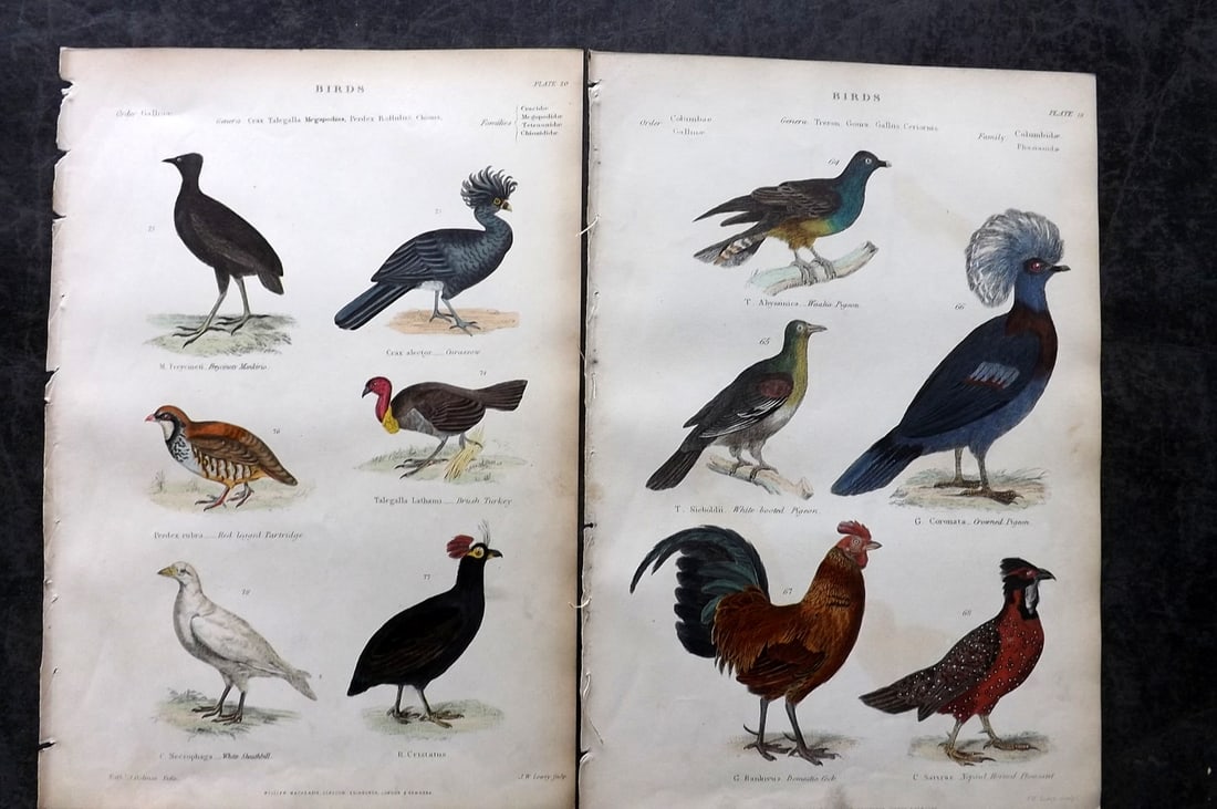 Richardson, John 1862 Pair of HC Bird Prints. Domestic Cock, Pigeon, Pheasant, Partridge: Hand Colored Steel Engraving/Etching Published 1859-62 by William Mackenzie, Edinburgh & London for "The Museum of Natural History" by John Richardson. Paper Size: 10.5 x 7 inch (27 x 18cm) Very minor