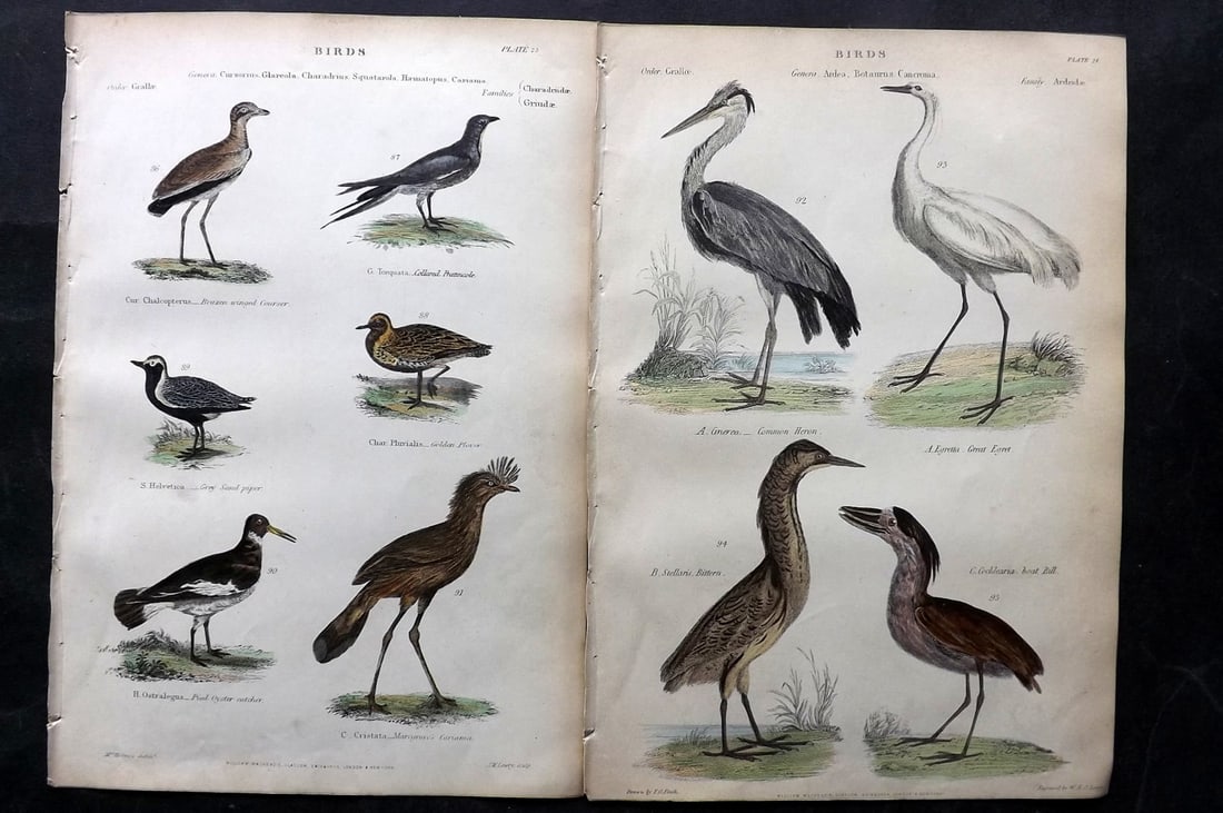 Richardson, John 1862 Pair of HC Bird Prints. Heron, Egret, Bittern, Oyster Catcher (1 of 2)