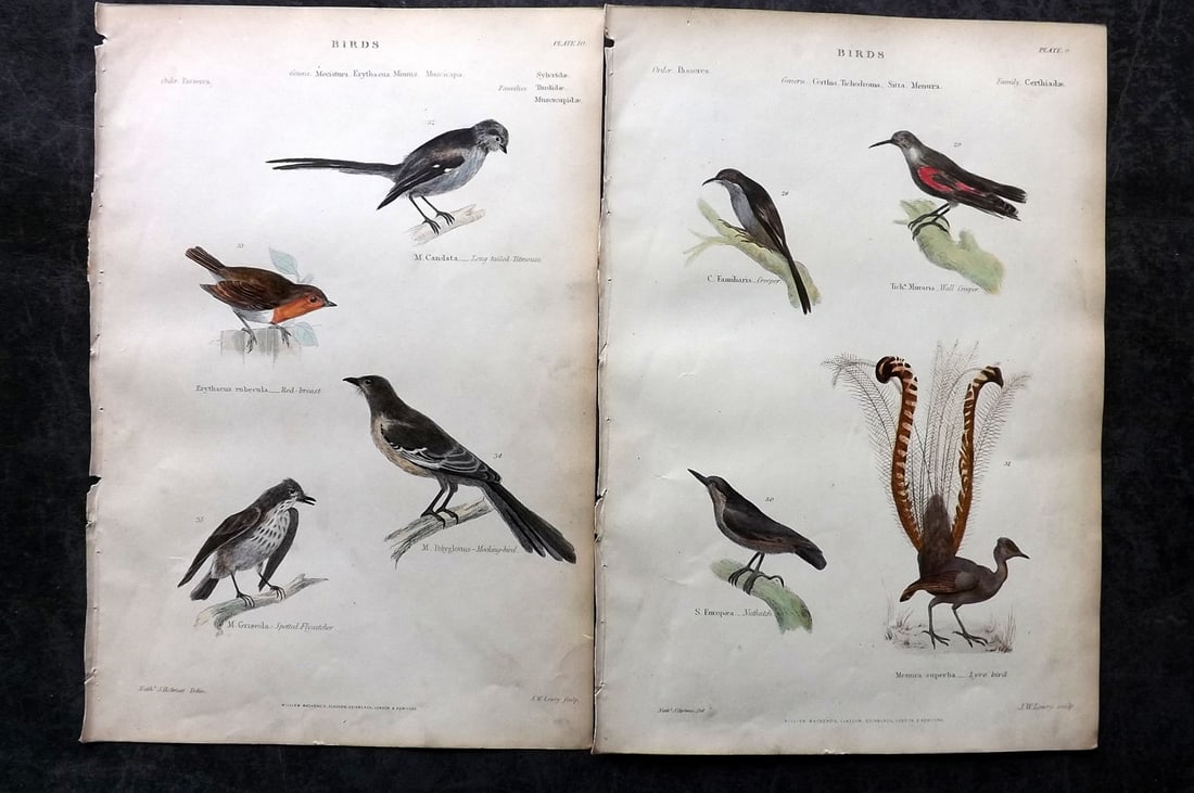 Richardson, John 1862 Pair of HC Bird Prints. Lyre Bird, Creeper, Robin, Flycatcher, Mocking Bird: Hand Colored Steel Engraving/Etching Published 1859-62 by William Mackenzie, Edinburgh & London for "The Museum of Natural History" by John Richardson. Paper Size: 10.5 x 7 inch (27 x 18cm) Very minor
