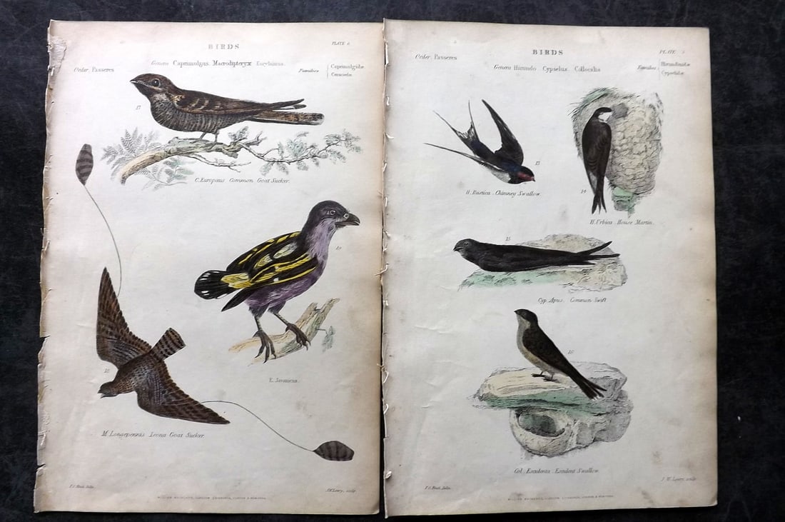 Richardson, John 1862 Pair of HC Bird Prints. Swallow, Martin, Goatsucker (1 of 2)
