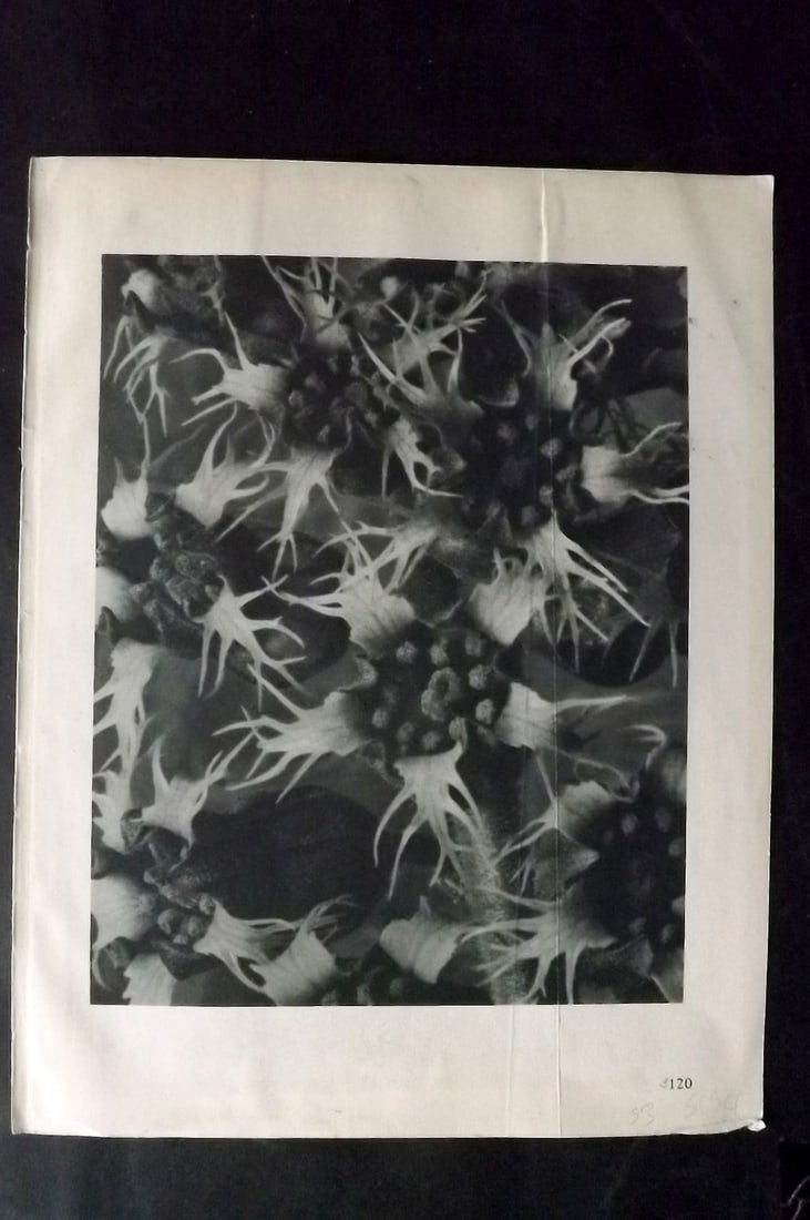 Blossfeldt, Karl 1928 First Edition Botanical Print 120: Photogravure Published 1928, Berlin for "Urformen der Kunst" by Karl Blossfeldt. First and Best Edition with the reverse side blank. Printed in Germany. Paper Size: 12.5 x 9.5 inch (32 x 24cm) Good Co