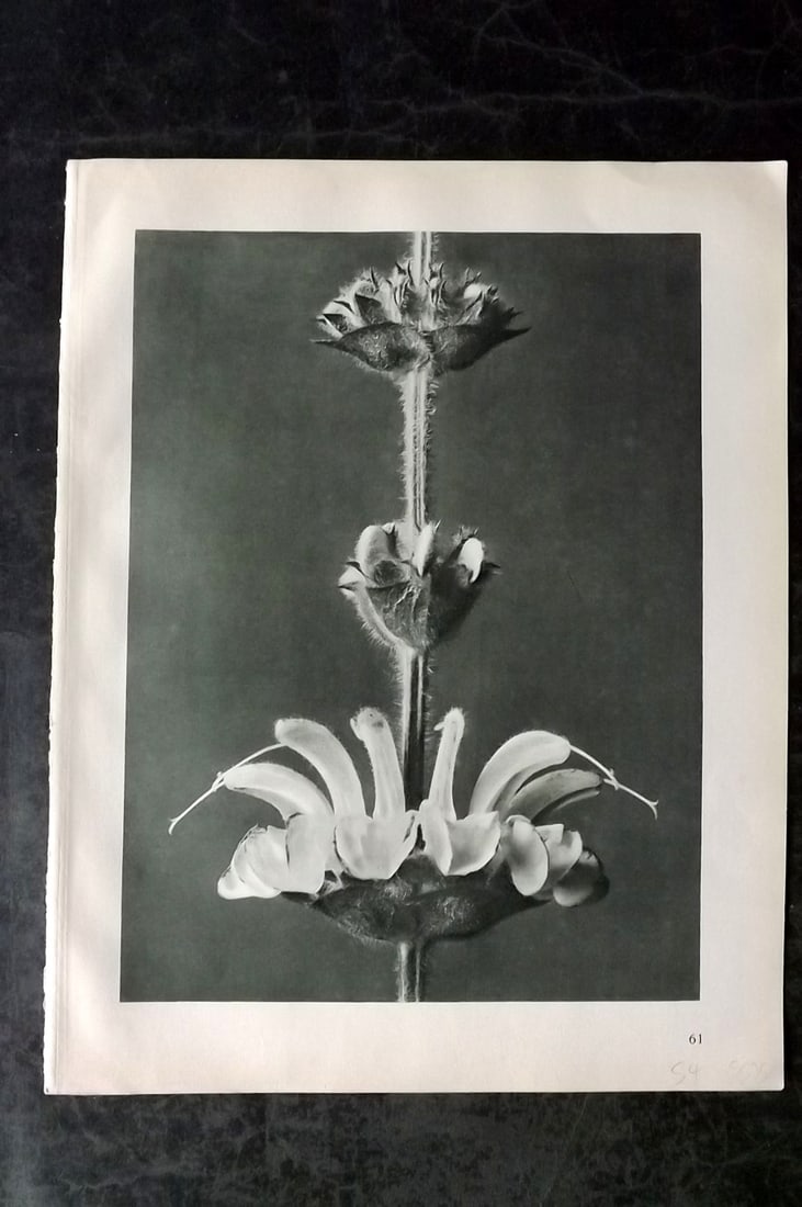 Blossfeldt, Karl 1928 First Edition Botanical Print 61: Photogravure Published 1928, Berlin for "Urformen der Kunst" by Karl Blossfeldt. First and Best Edition with the reverse side blank. Printed in Germany. Paper Size: 12.5 x 9.5 inch (32 x 24cm) Good Co
