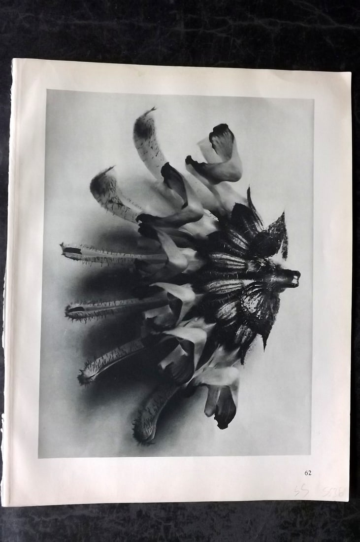 Blossfeldt, Karl 1928 First Edition Botanical Print 62: Photogravure Published 1928, Berlin for "Urformen der Kunst" by Karl Blossfeldt. First and Best Edition with the reverse side blank. Printed in Germany. Paper Size: 12.5 x 9.5 inch (32 x 24cm) Good Co