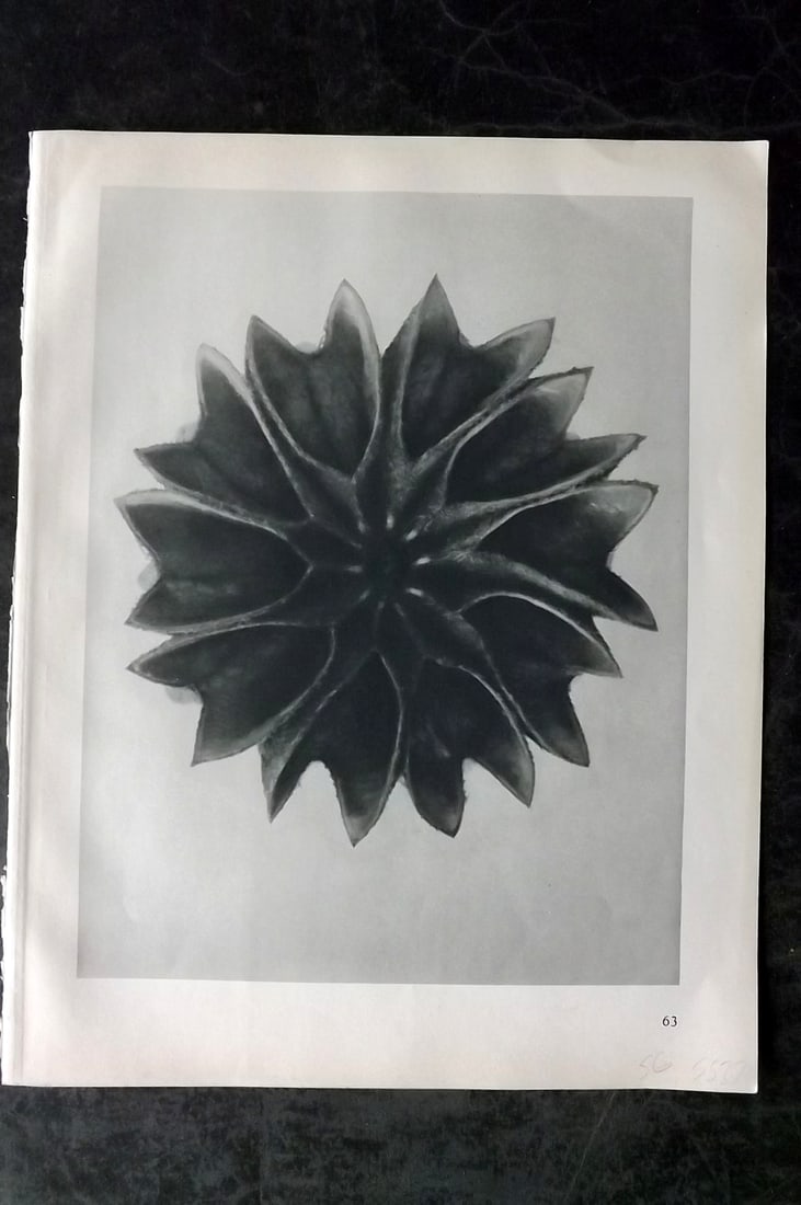 Blossfeldt, Karl 1928 First Edition Botanical Print 63: Photogravure Published 1928, Berlin for "Urformen der Kunst" by Karl Blossfeldt. First and Best Edition with the reverse side blank. Printed in Germany. Paper Size: 12.5 x 9.5 inch (32 x 24cm) Good Co