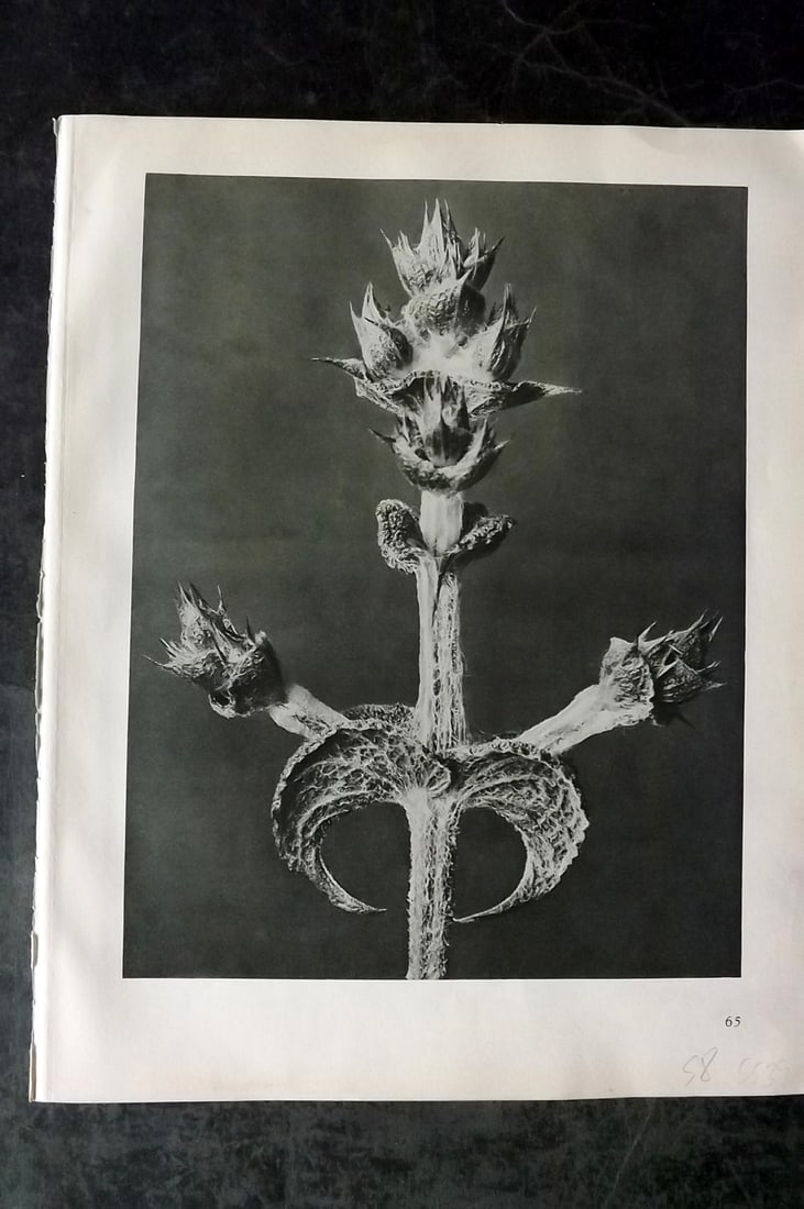 Blossfeldt, Karl 1928 First Edition Botanical Print 65: Photogravure Published 1928, Berlin for "Urformen der Kunst" by Karl Blossfeldt. First and Best Edition with the reverse side blank. Printed in Germany. Paper Size: 12.5 x 9.5 inch (32 x 24cm) Good Co
