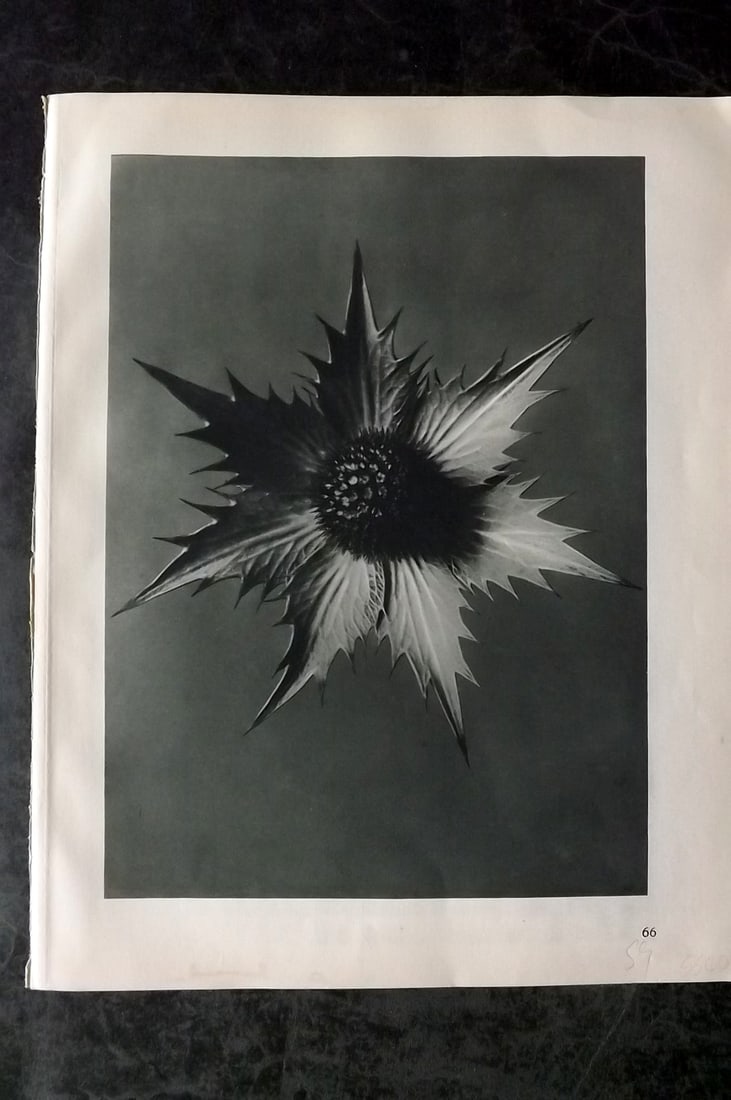 Blossfeldt, Karl 1928 First Edition Botanical Print 66: Photogravure Published 1928, Berlin for "Urformen der Kunst" by Karl Blossfeldt. First and Best Edition with the reverse side blank. Printed in Germany. Paper Size: 12.5 x 9.5 inch (32 x 24cm) Good Co