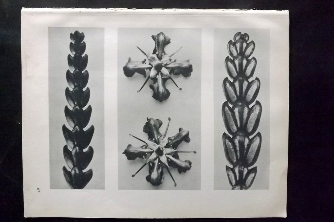 Blossfeldt, Karl 1928 First Edition Botanical Print 67: Photogravure Published 1928, Berlin for "Urformen der Kunst" by Karl Blossfeldt. First and Best Edition with the reverse side blank. Printed in Germany. Paper Size: 12.5 x 9.5 inch (32 x 24cm) Good Co